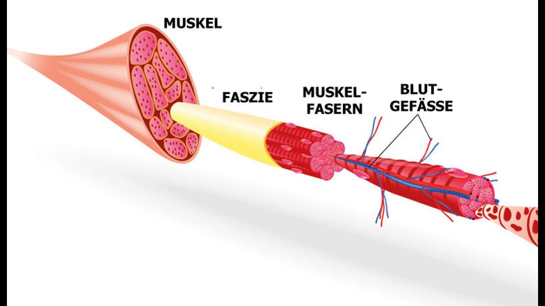 Die Faszien umhüllen nicht nur jeden Muskel, sondern auch jede noch so kleine Muskelfaser.