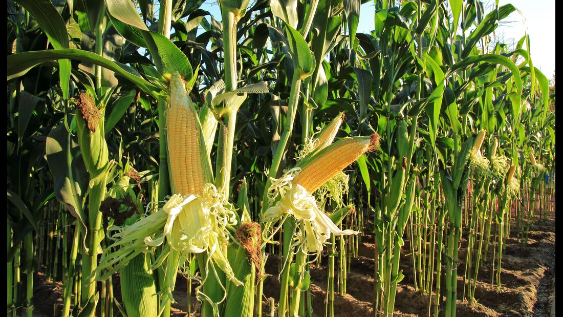 Pflanzenfasern aus Mais werden für die Herstellung von Xylit verwendet