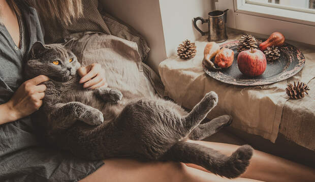 Richtig super ist natürlich Körperwärme von jemand anders, auch von einer kuscheligen Katze.