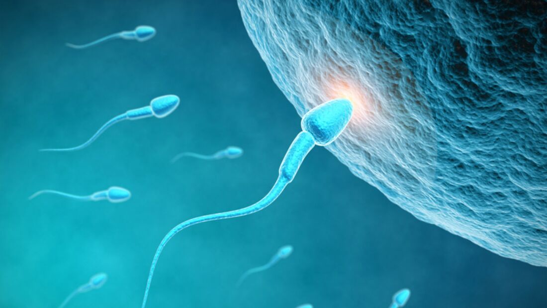 Spermien sind sehr flink!