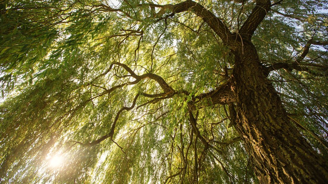 Sunlight,Through,Beautiful,Willow,Tree